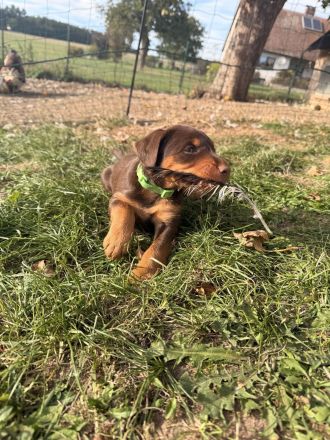 Deutsche Jagdterrier Welpen Braun