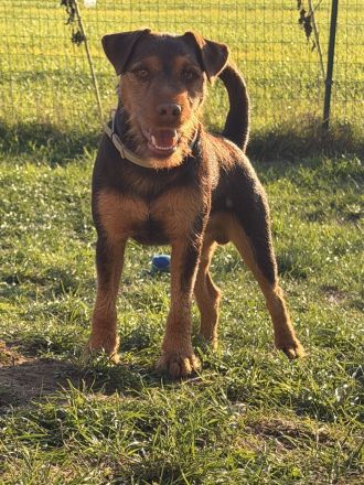 Deutsche Jagdterrier Welpen Braun