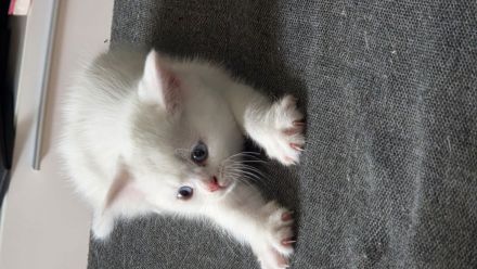 Ellie bkh mix weiß