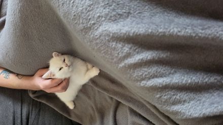 Ellie bkh mix weiß