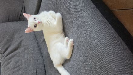 Ellie bkh mix weiß