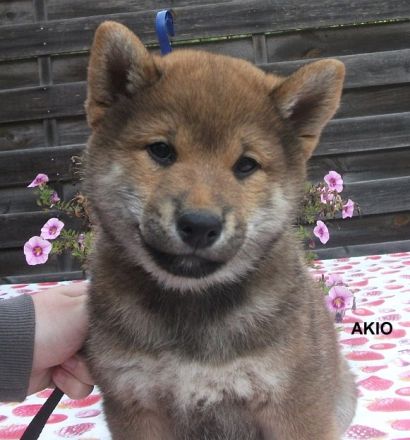 Shiba Ihnu Welpen - Rüden