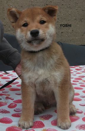 Shiba Ihnu Welpen - Rüden