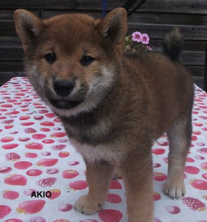 Shiba Ihnu Welpen - Rüden