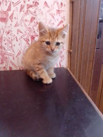 Süße, kleine Katzenbabys