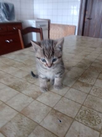 Süße, kleine Katzenbabys