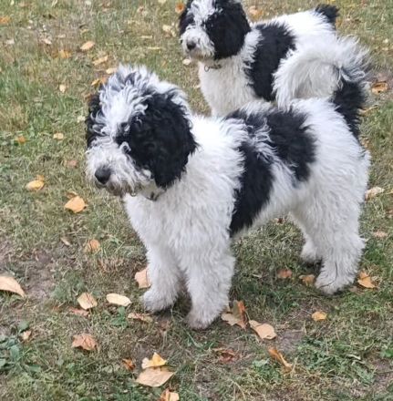 Blue – ein besonderer Spanischer ucht seine Herzensfamilie! ❤️