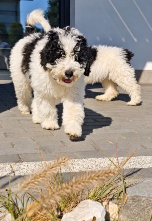 Blue – ein besonderer Spanischer ucht seine Herzensfamilie! ❤️