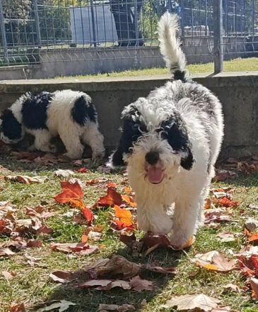 Blue – ein besonderer Spanischer ucht seine Herzensfamilie! ❤️