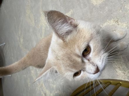 Haus Katze BKH