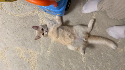 Haus Katze BKH