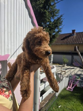 Zwergpudel und Toy pudel Welpen - rot