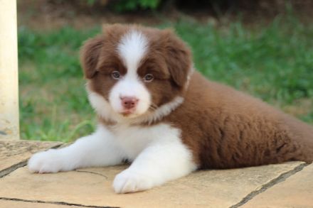 Reinrassige Border-Collie-Welpen