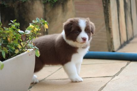 Reinrassige Border-Collie-Welpen