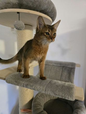 Reinrassige Somali Kitten