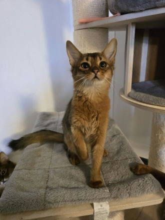 Reinrassige Somali Kitten