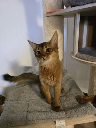 Reinrassige Somali Kitten
