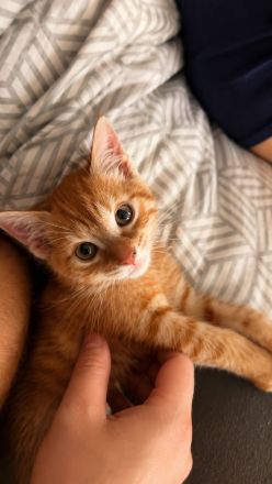 Europäischer Kurzhaar Kater