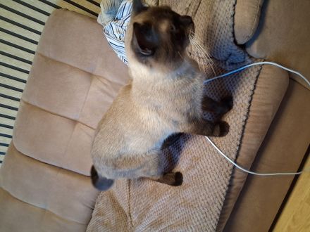 Kater 10 monate
