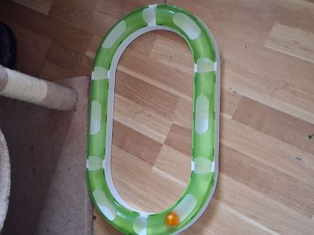 Kater 10 monate