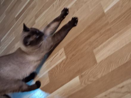 Kater 10 monate