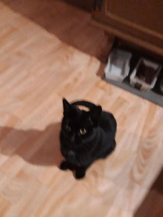 4 Jahre alte Perser Mix Luna sucht liebevolles Zuhause