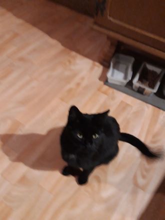 4 Jahre alte Perser Mix Luna sucht liebevolles Zuhause