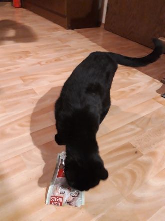 4 Jahre alte Perser Mix Luna sucht liebevolles Zuhause