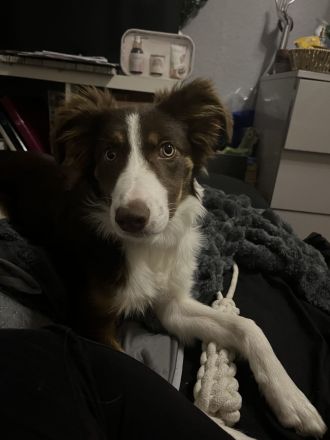 Bordercollie sucht zuhause