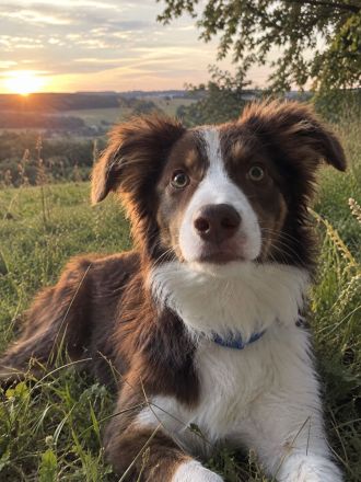 Bordercollie sucht zuhause