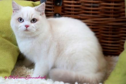 Britischkurzhaarkatze Ninna mit Stammbaum, kastriert