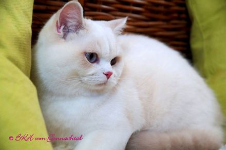 Britischkurzhaarkatze Ninna mit Stammbaum, kastriert