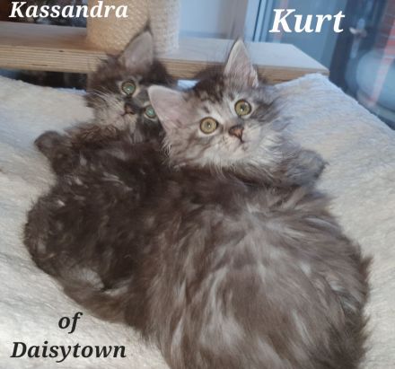 Reinrassige Maine Coon Kitten mit Stammbaum