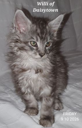 Reinrassige Maine Coon Kitten mit Stammbaum