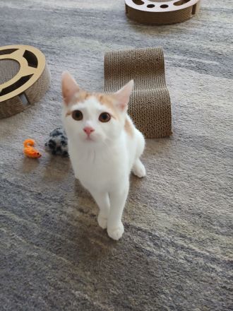 Verschmustes Katzenkind sucht Zuhause