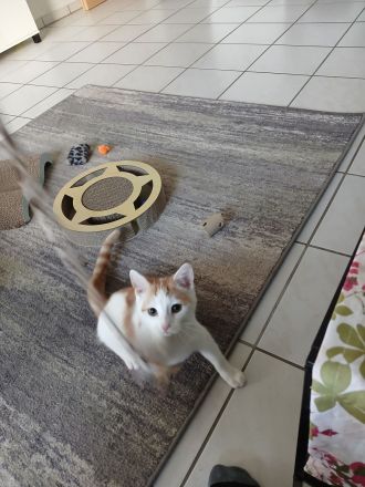 Verschmustes Katzenkind sucht Zuhause