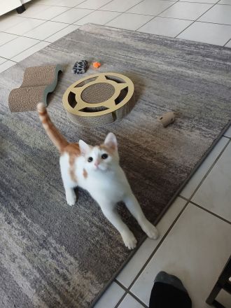 Verschmustes Katzenkind sucht Zuhause