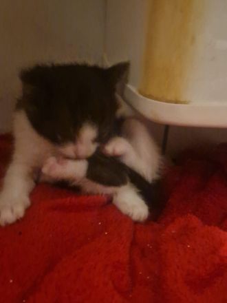 4 kleinen Katzen suchen neuen Dosenöffner zum 15.11.26