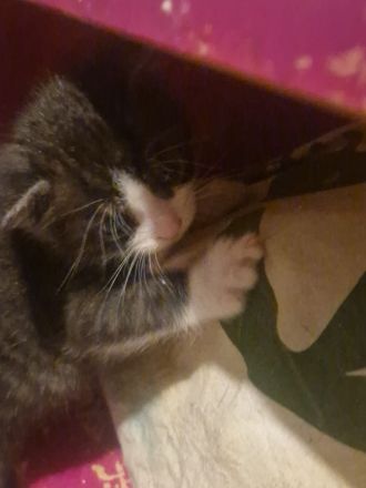 4 kleinen Katzen suchen neuen Dosenöffner zum 15.11.26
