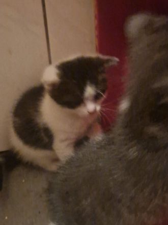 4 kleinen Katzen suchen neuen Dosenöffner zum 15.11.26