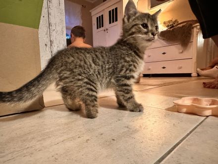 1-4 Katzenbabies abzugeben (*25.07.2026)