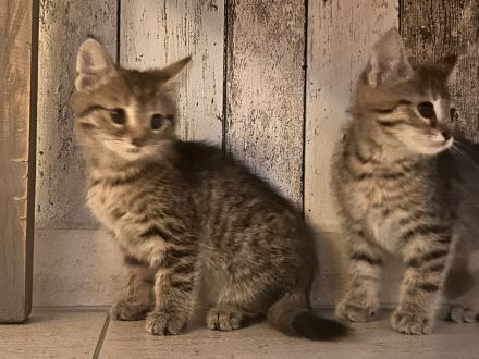 1-4 Katzenbabies abzugeben (*25.07.2026)