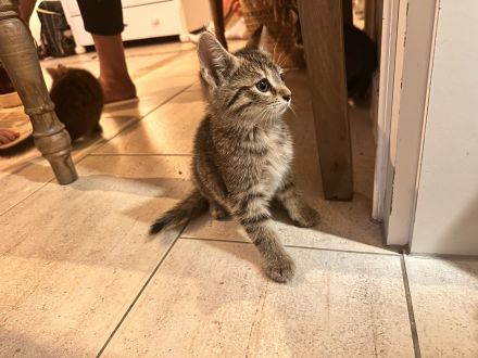 1-4 Katzenbabies abzugeben (*25.07.2026)