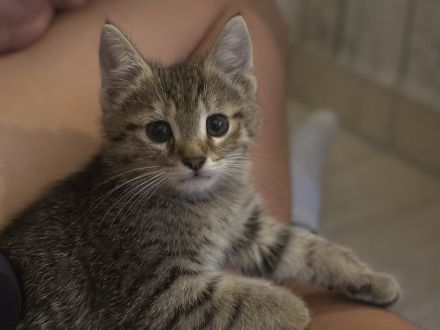 1-4 Katzenbabies abzugeben (*25.07.2026)