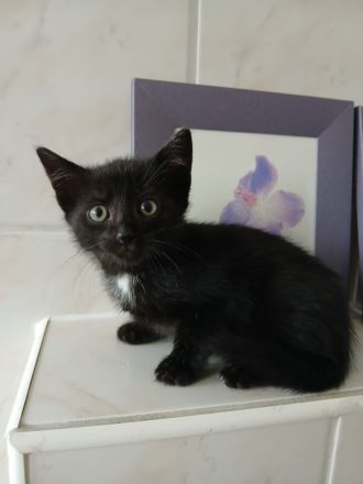 Kätzchen.Katze.Kater.Katzenbaby.