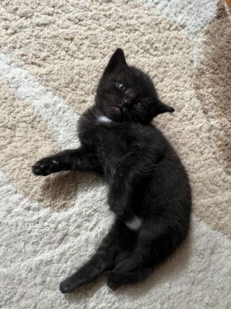 Kätzchen.Katze.Kater.Katzenbaby.