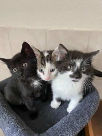 Kätzchen.Katze.Kater.Katzenbaby.