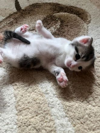 Kätzchen.Katze.Kater.Katzenbaby.