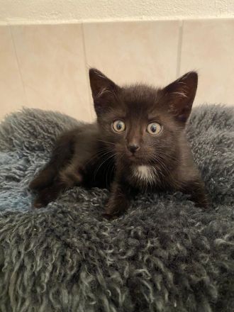 Kätzchen.Katze.Kater.Katzenbaby.