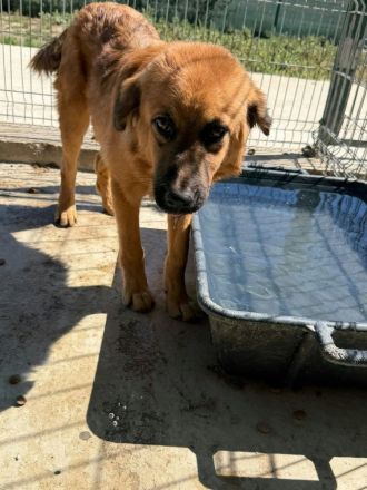 Dallas sucht ihr Für-immer-Zuhause